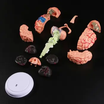 4D Išardyta Smegenų Anatomijos Modelis Anatomija Medicinos Mokymo Priemonė Statulos, Skulptūros Medicinos Mokyklos Naudoti