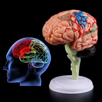 4D Išardyta Smegenų Anatomijos Modelis Anatomija Medicinos Mokymo Priemonė Statulos, Skulptūros Medicinos Mokyklos Naudoti